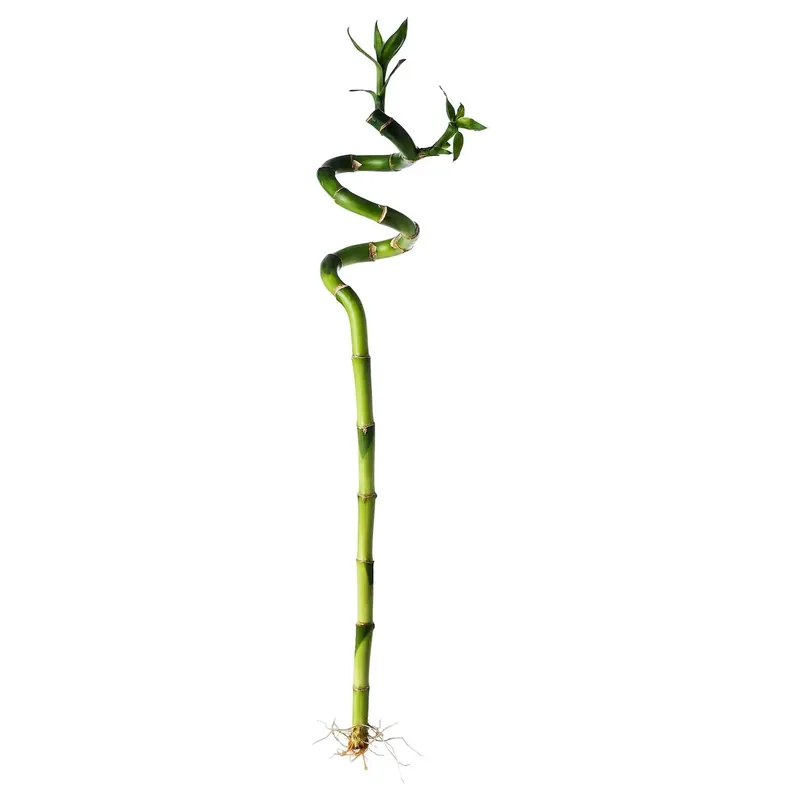 Bambù della fortuna "Lucky Bamboo" spirale H ca. 60 cm x Ø 2 cm Exclusieve Aanbieding