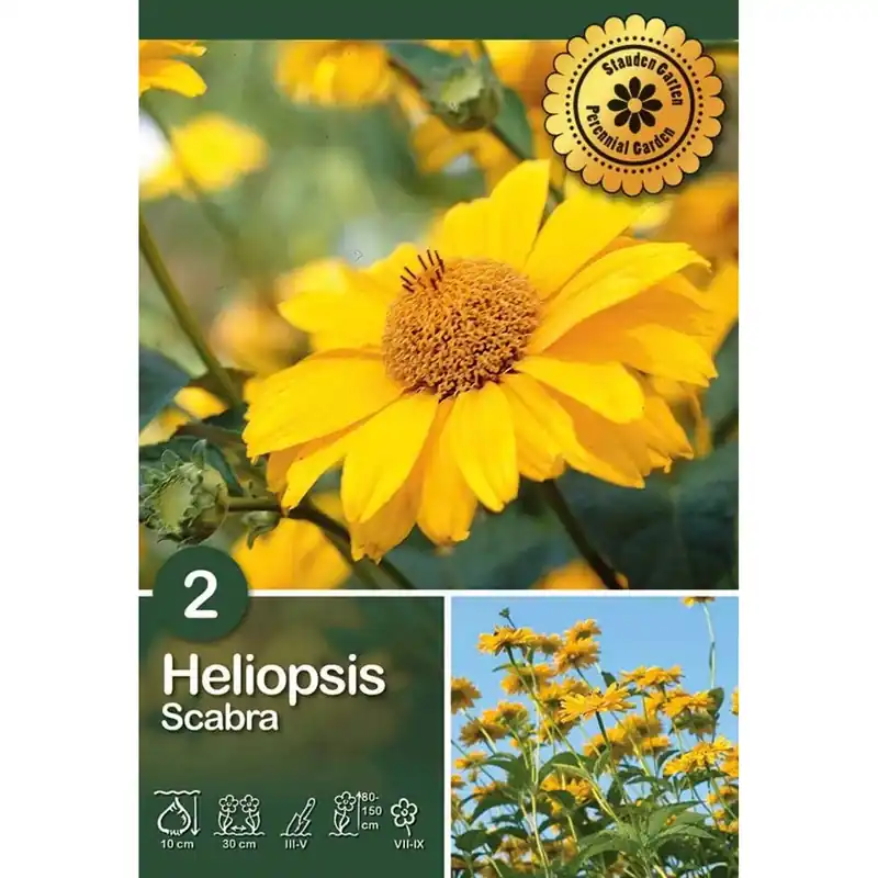Alleen Vandaag Heliopsis "Scabra"