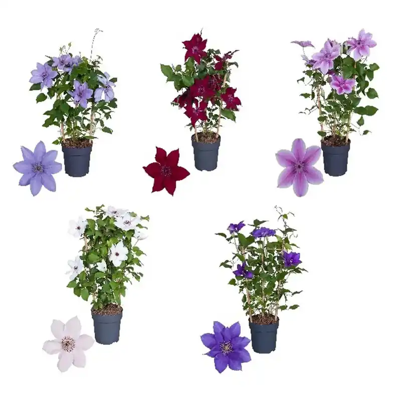 Aanbieding Clematis Boulevard vaso 15 cm