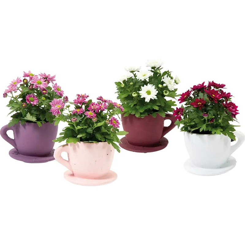 Alleen Vandaag Crisantemo in tazza di ceramica vaso Ø 6 cm