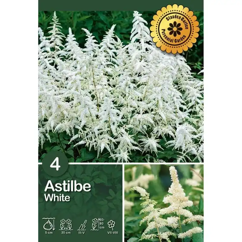 Astilbe "White" Exclusieve Aanbieding