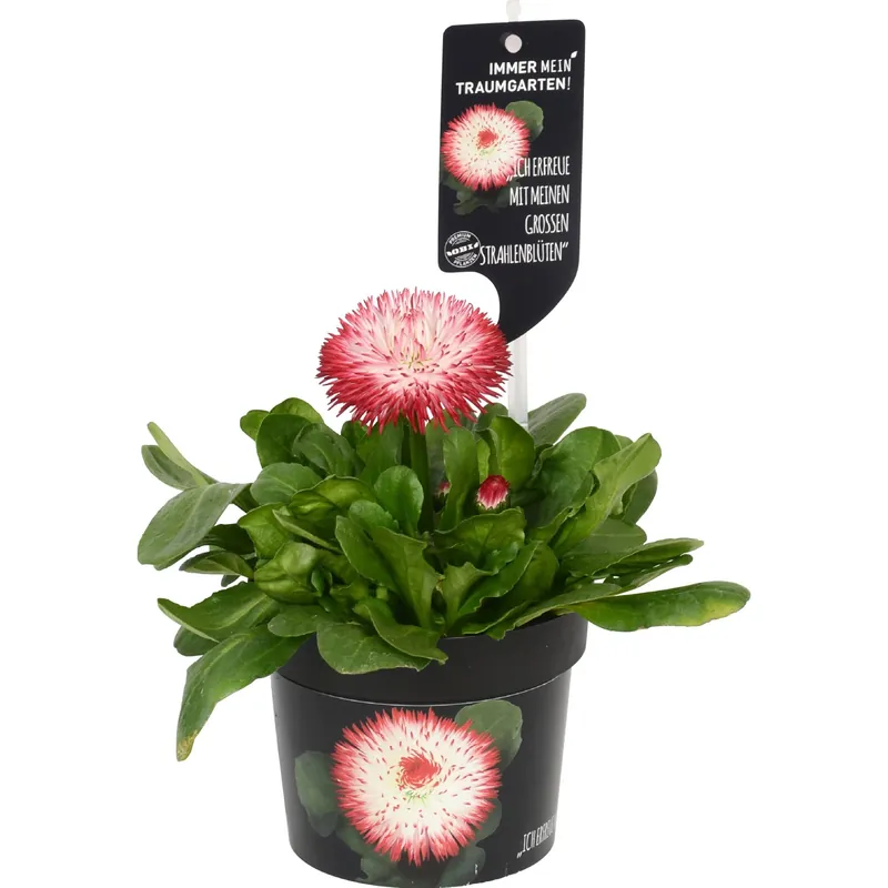 Bellis perennis Habanera rosso e bianco vaso Ø 12 cm Dagaanbieding