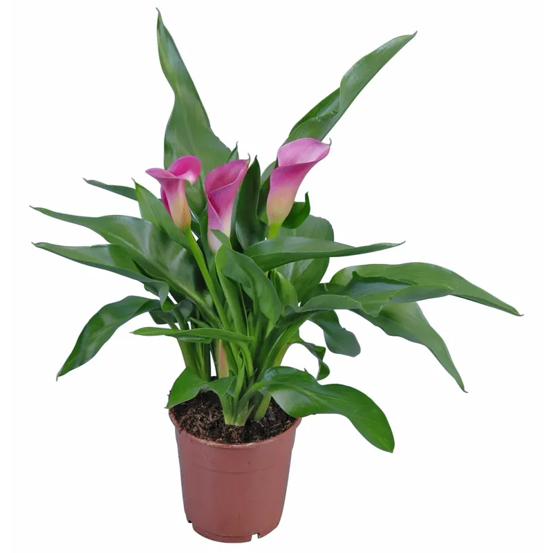 Alleen Vandaag Calla Zantedeschia lilla vaso Ø 12 cm
