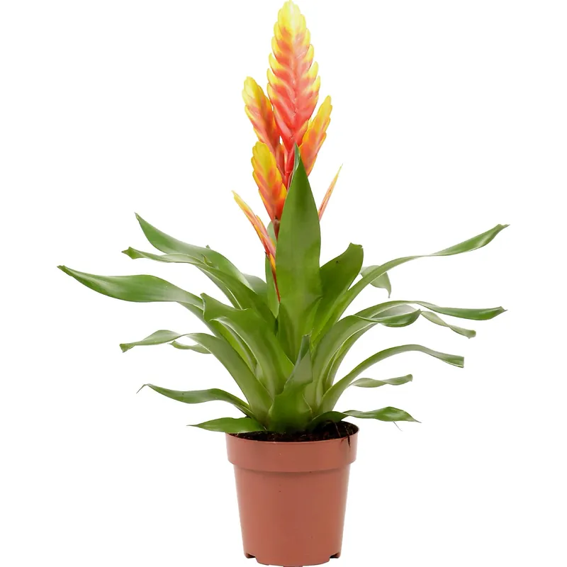 Veilige Betaling Vriesea giallo e rosso vaso Ø 12 cm