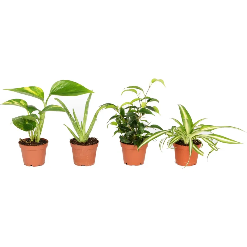 Weekendaanbieding Piante verdi mini mix vaso Ø 6 cm