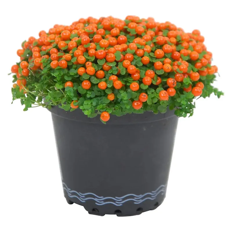 Voordeelprijs Bacche corallo Arancione vaso Ø ca. 8 cm