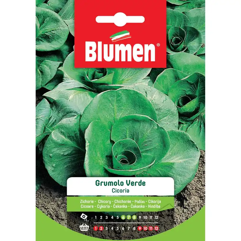 Aanbieding Semi Cicoria a grumolo verde