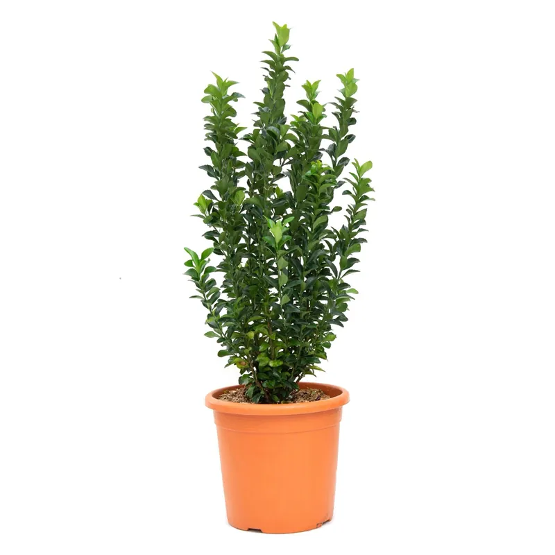 Actieprijs Euonymus japonicus ‘Benkomasaki‘