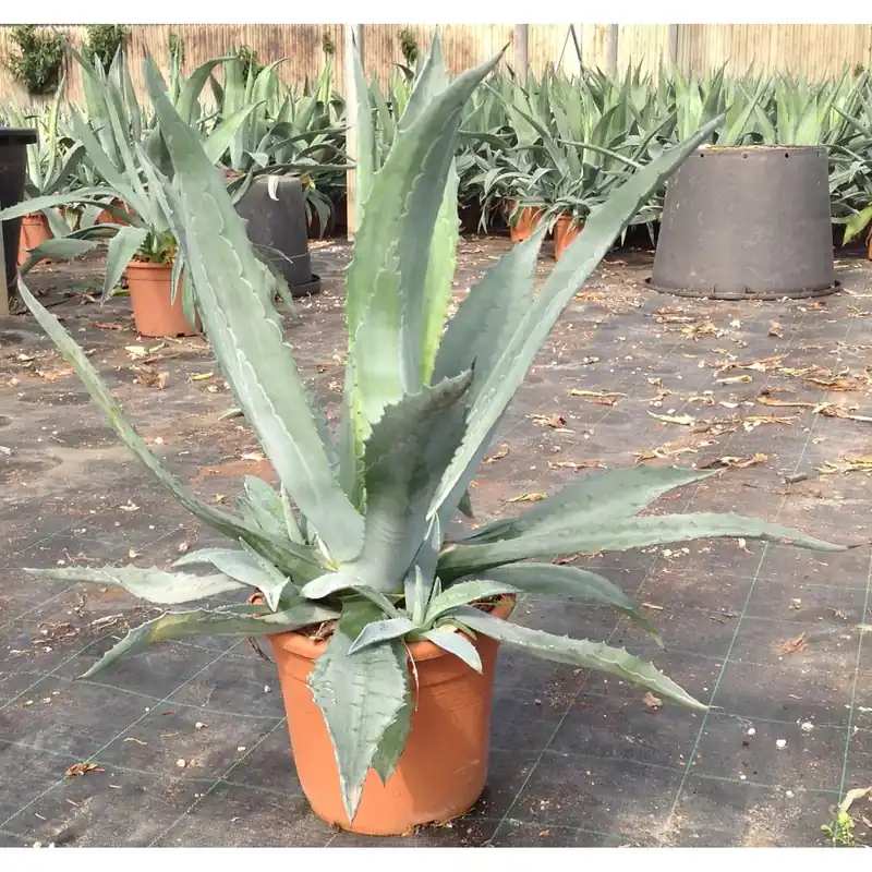 Actieprijs Agave americana