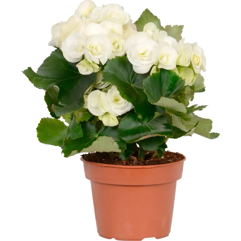 Begonia "Elatior" bianco Ø 14 cm Koop Online