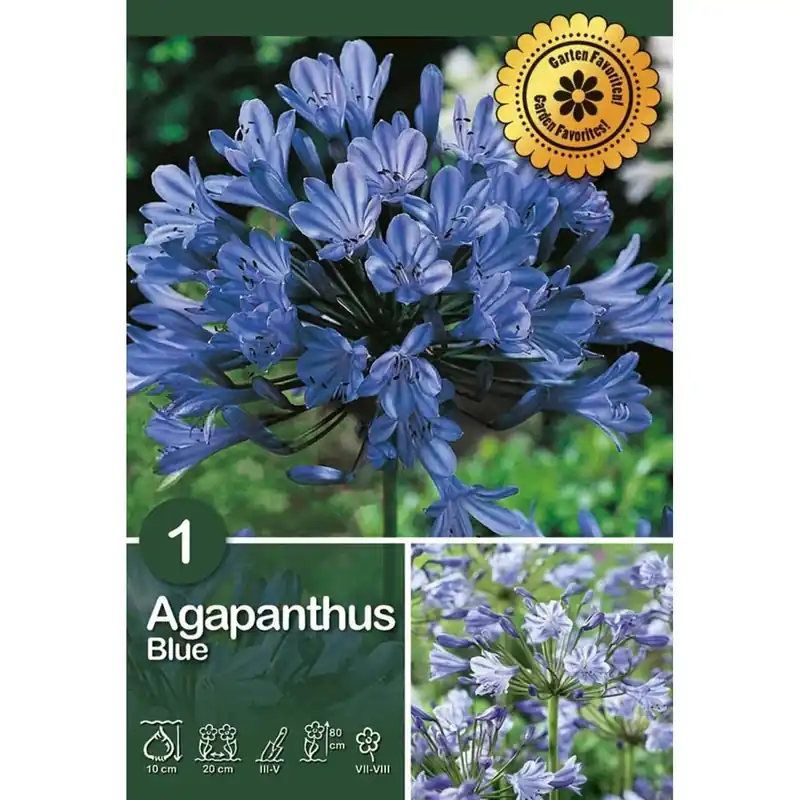 Agapanthus "Africanus " Koop Vandaag