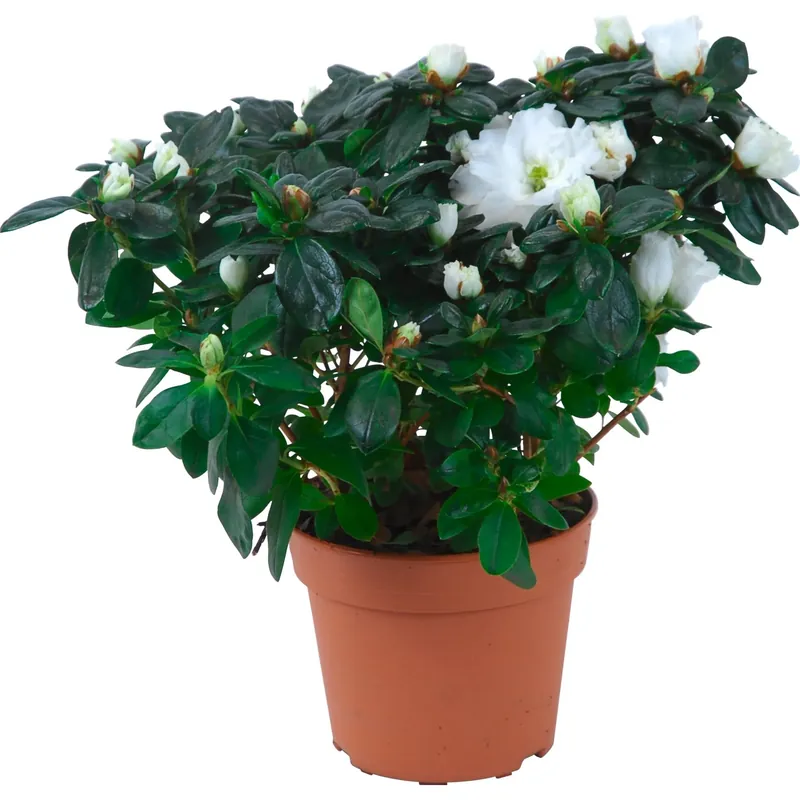 Alleen Vandaag Azalea in vaso da interno bianco Ø 14 cm