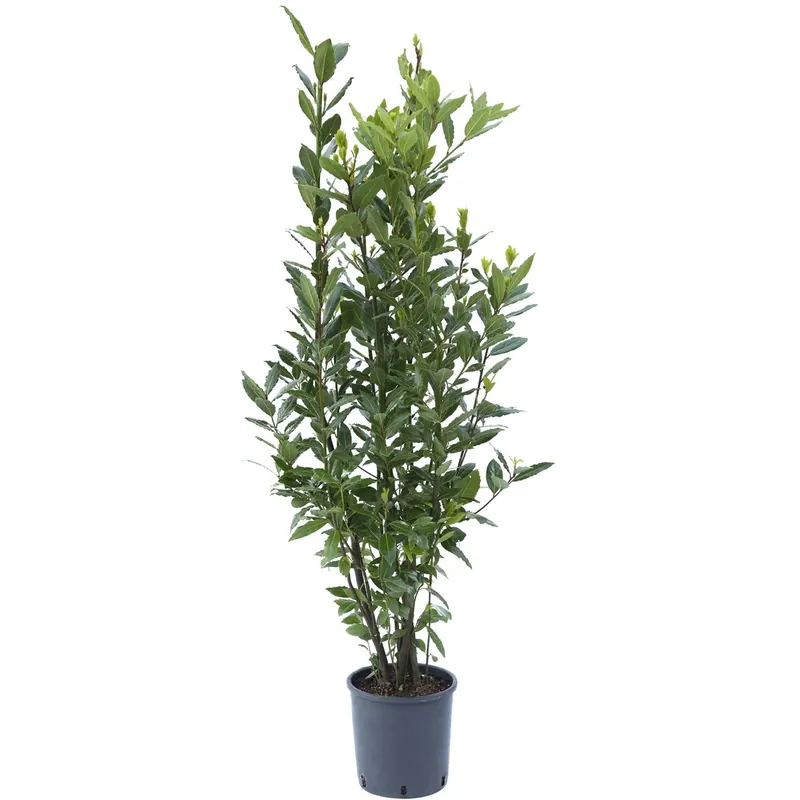 Alloro 60/80 cm Superprijs