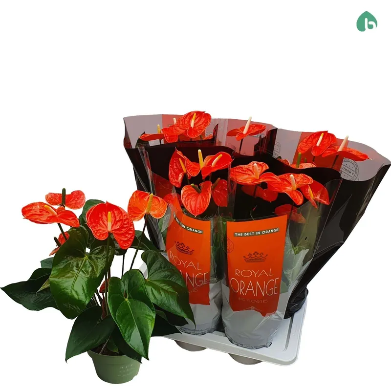 Anthurium Andr. Orange Vaso 17 cm Direct Verzonden