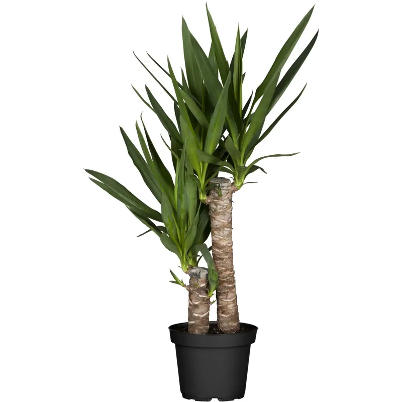 Yucca elephantipes 2 tronchi vaso Ø 17 cm Flitsaanbieding