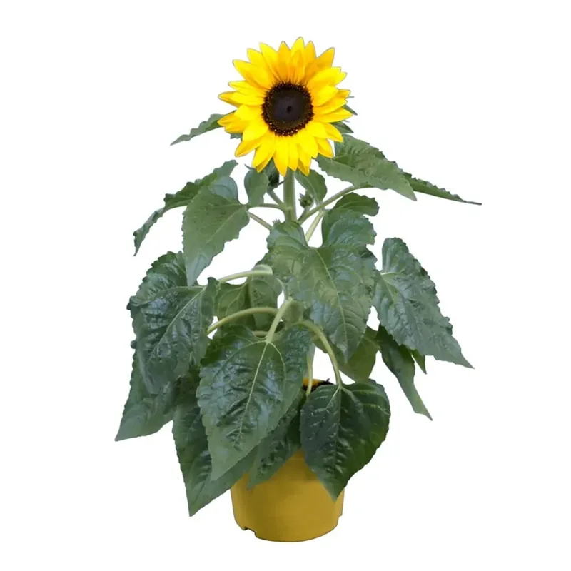 Alleen Vandaag Girasole giallo da esterno con vaso Ø 12 cm