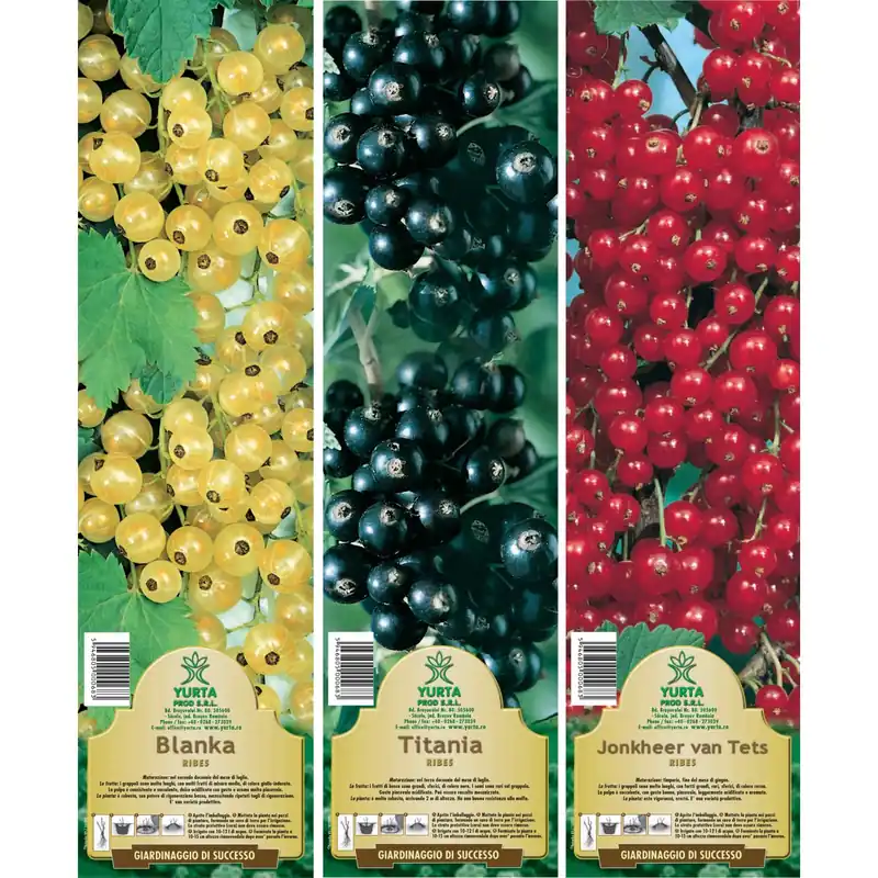Arbusto da frutto ribes in pack Alleen Vandaag