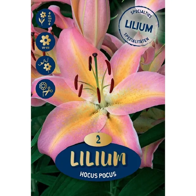 Weekendaanbieding Giglio rosa Hocus pocus 20x13,5x6 cm