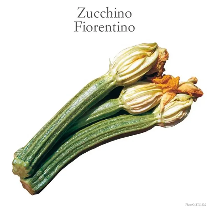 Zucchino fiorentino Portofino chiaro vaschetta 4 pz Laatste Kans