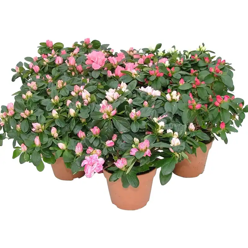 Azalea diametro in vaso 22 - 25 cm Beste Prijs