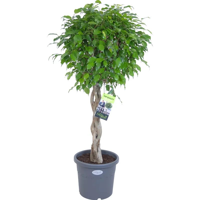 Weekendaanbieding Ficus benjamina in vaso Ø 27 cm