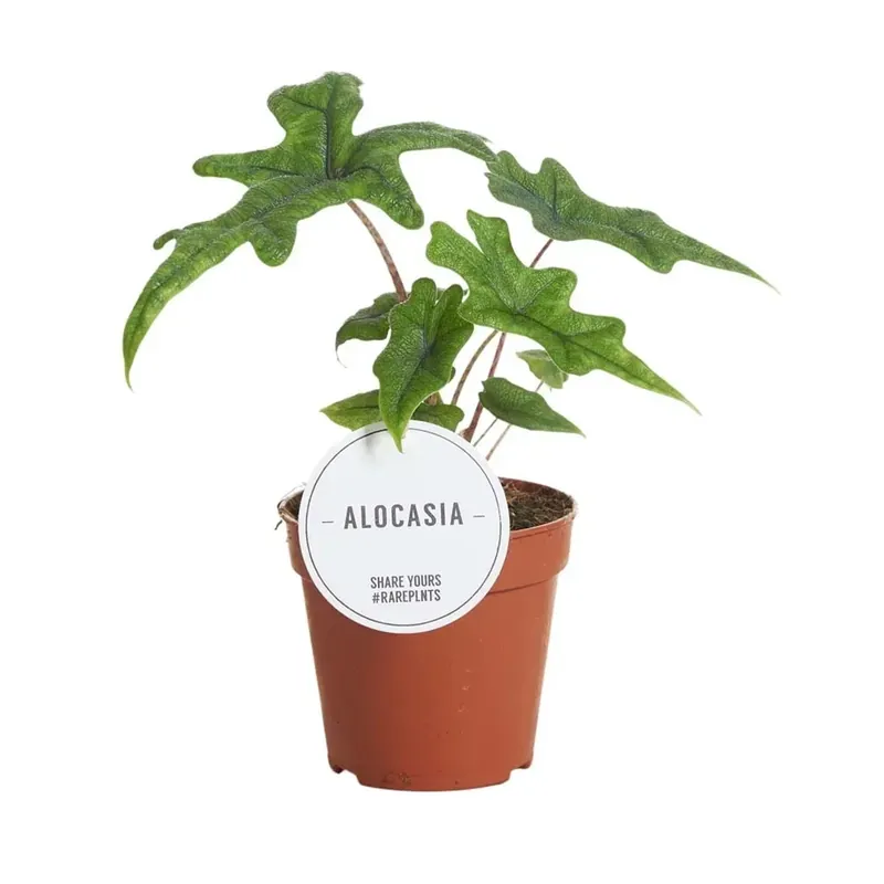 Alocasia Jacklin vaso 12 cm Gratis Retour
