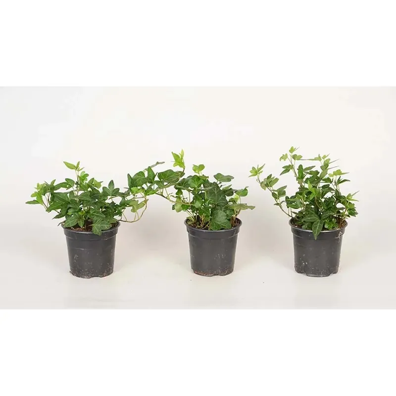 Voordeelprijs Hedera Helix Verde Vaso 8,5 cm