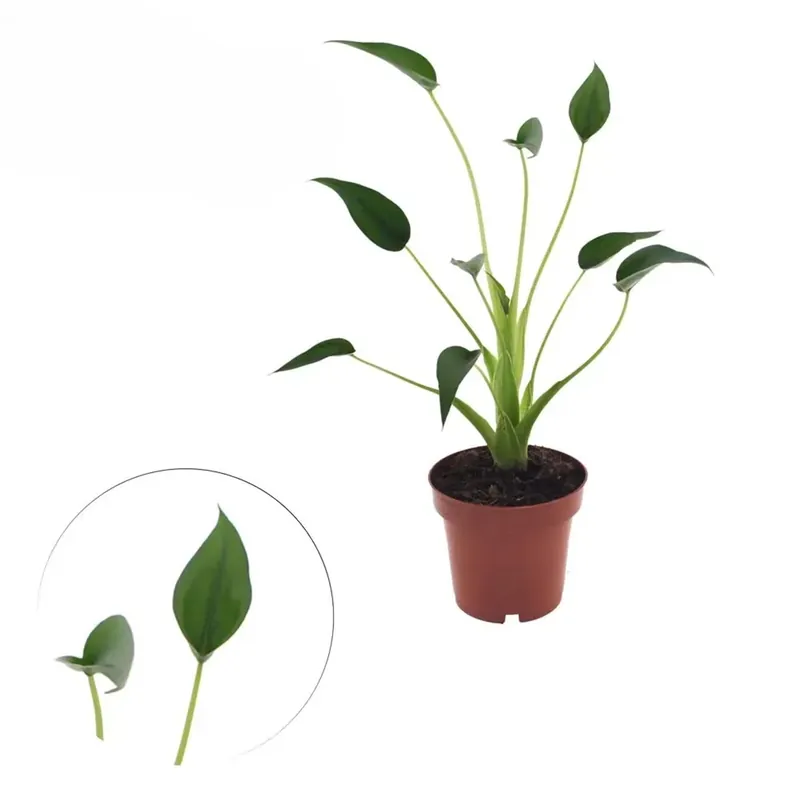 Alocasia Tiny Dancer Merkproduct