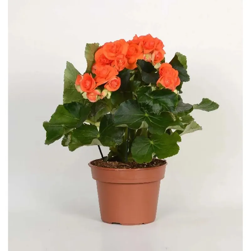 Begonia Mocca arancione vaso 14 cm Beperkte Voorraad