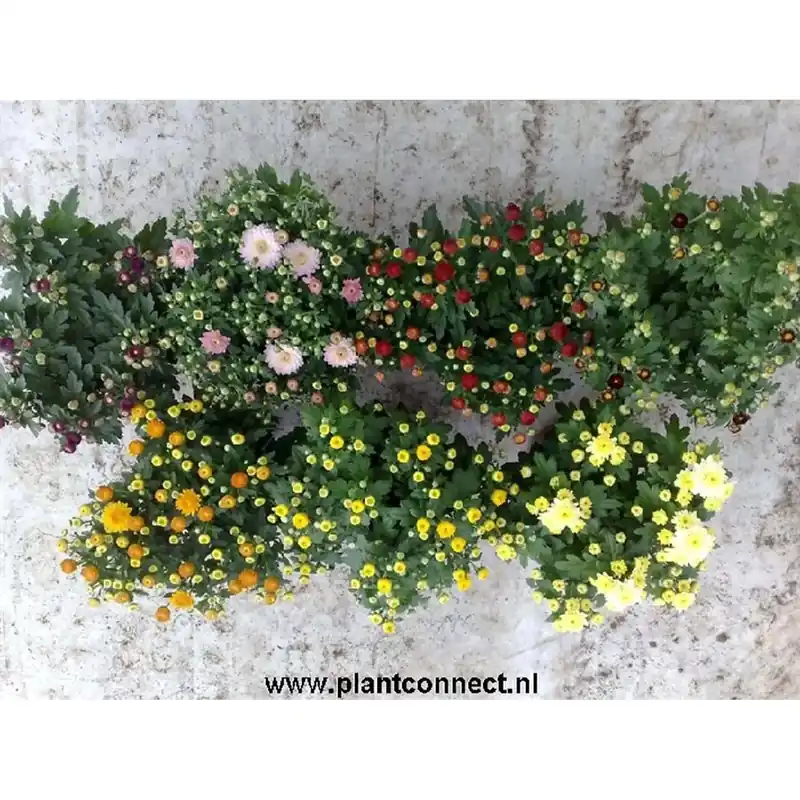 Actieprijs Chrysanthemum Vaso 10,5 cm