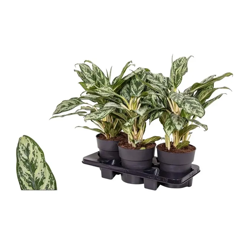 Aglaonema verde vaso Ø 19 cm Fabrieksprijs