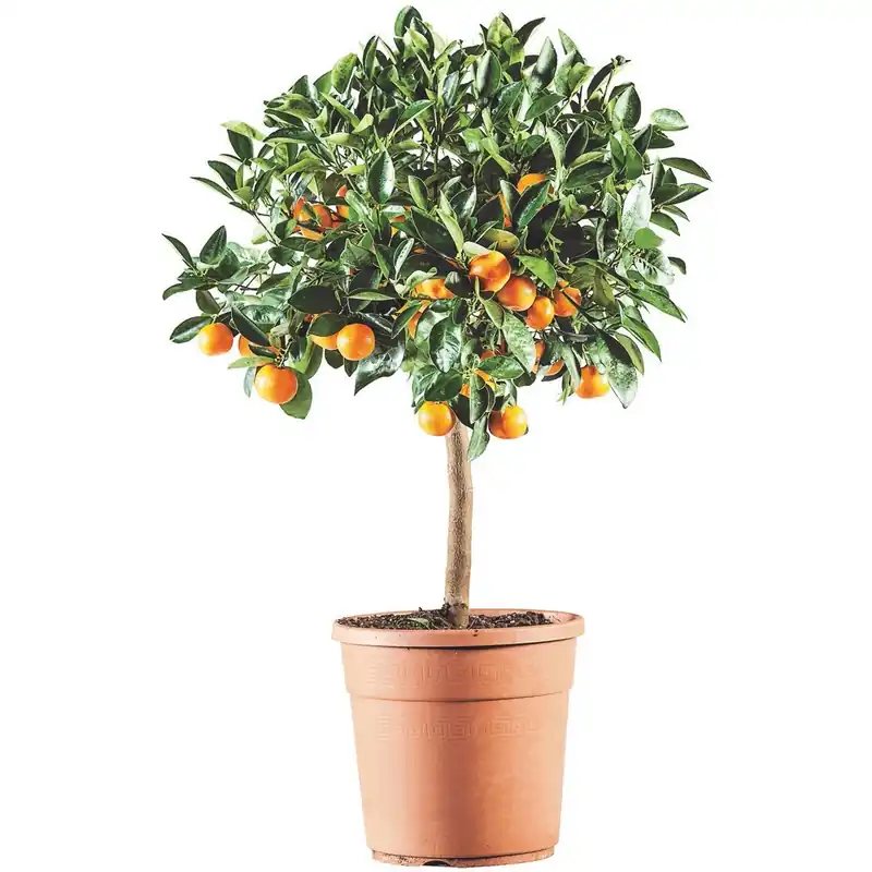 Albero da frutto Citrus Mitis Calamondino vaso 22 cm Bestel Nu