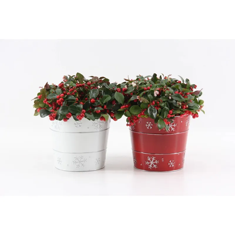Voordeelprijs Gaultheria Procumbens Big Berry con vaso in zinco Ø cm 17