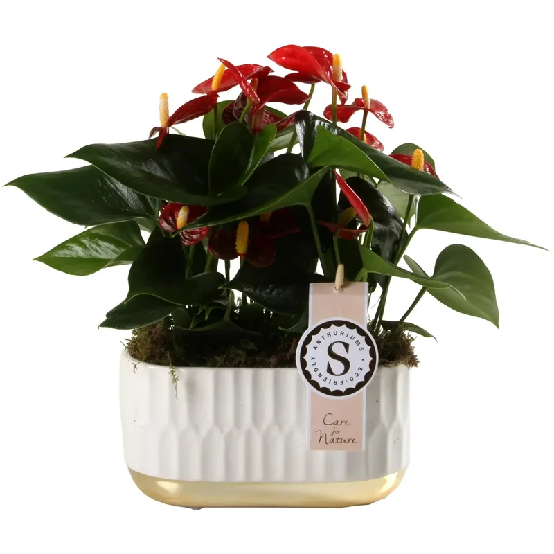 Anthurium Rosso Champion 2 Piante vaso ovale bianco e oro Op = Op