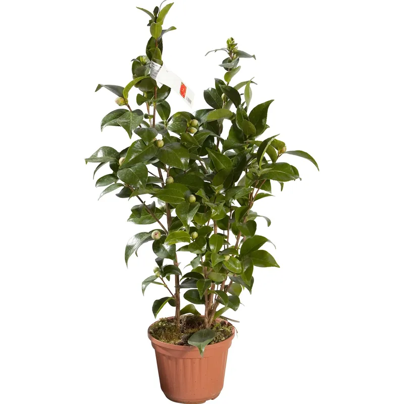 Aanbieding Camelia Japonica h 80-100 cm