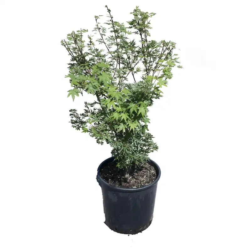 Acero palmato Crippsi cespuglio h 100/150 cm Veilige Betaling