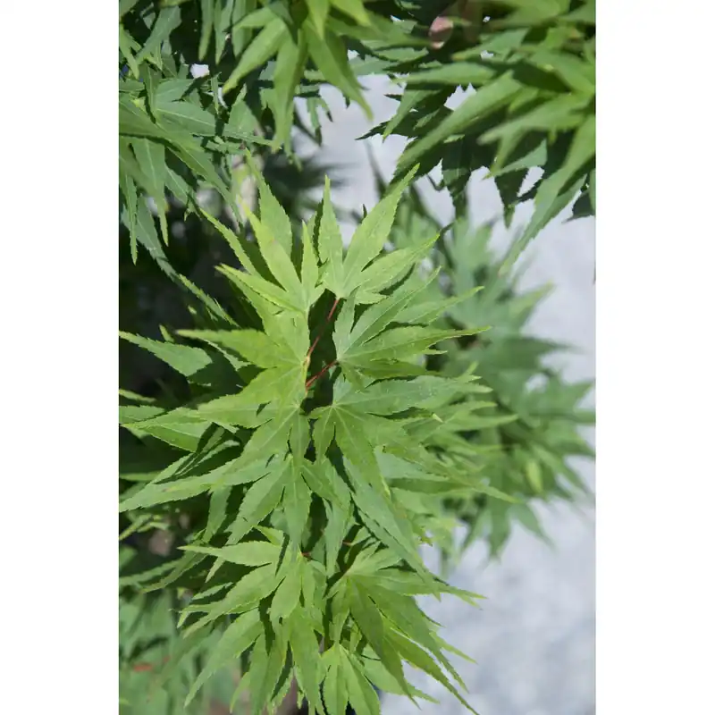 Acero palmato Mikawa Yatsubusa mini alberetto h 90 cm Koop Vandaag