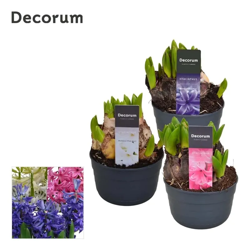 Alleen Vandaag GiacinTomultiFloraMix In Vaso 10,5 cm