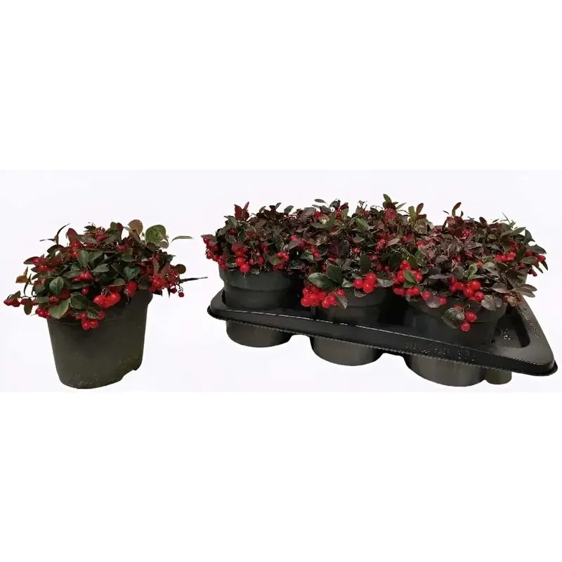 Actieprijs Gaultheria vaso 17 cm
