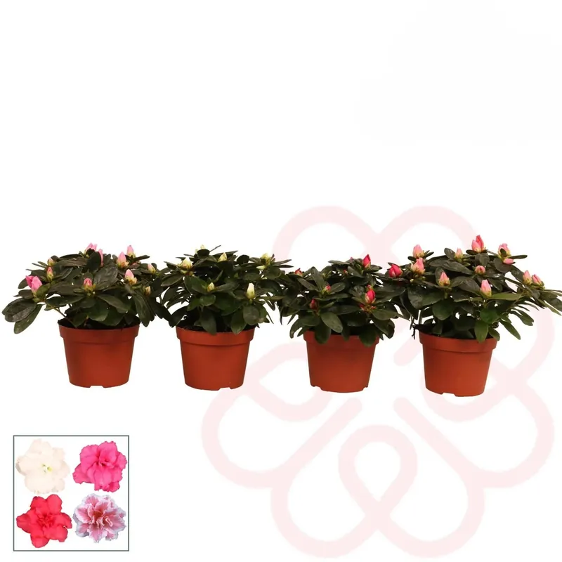 Azalea flandresse mista Vaso 10,5 cm Flitsaanbieding