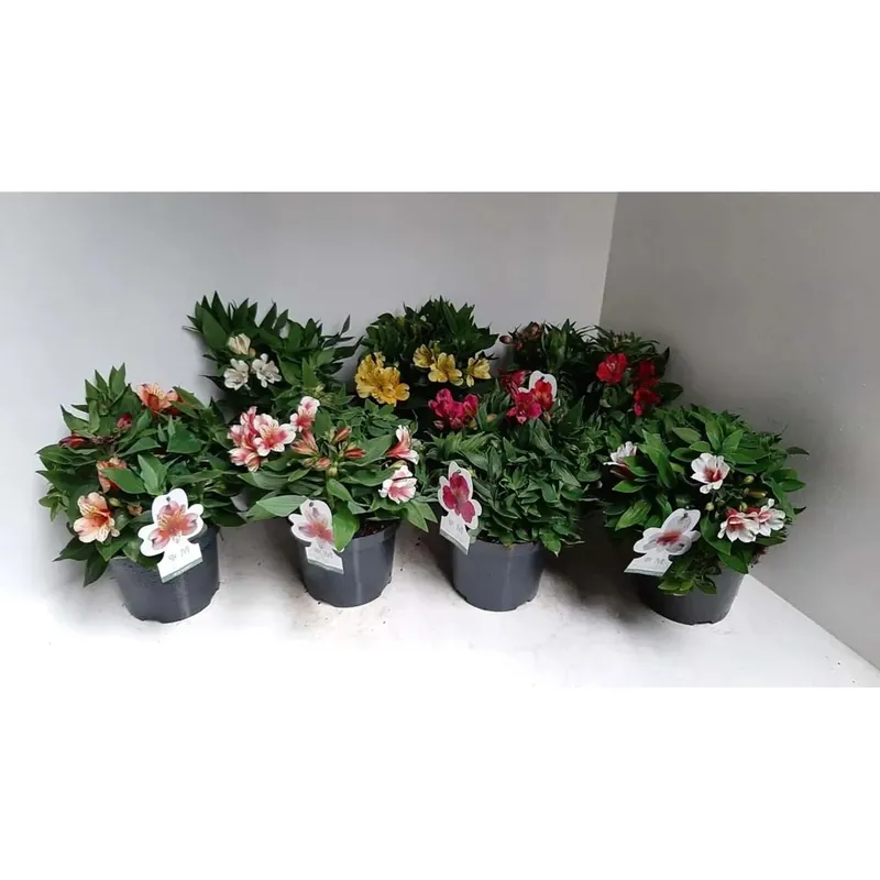 Alstroemer Ia Inticancha mix vaso 19 cm Korting