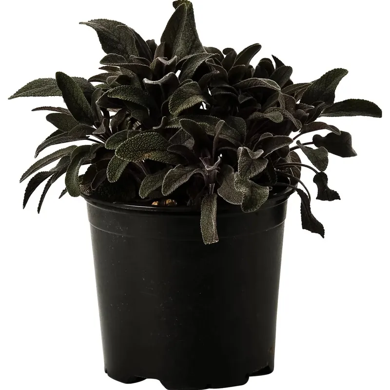 Weekendaanbieding Pianta di Salvia Purpurea 14 cm