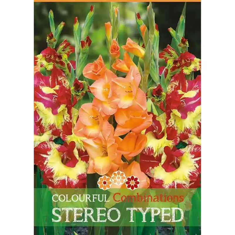 Aanbieding Gladiolo "Stereo Typed"