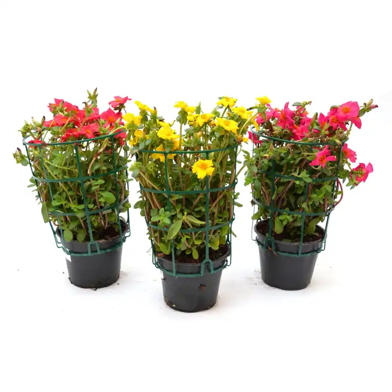 Aanbieding Portulaca vaso Ø cm 14