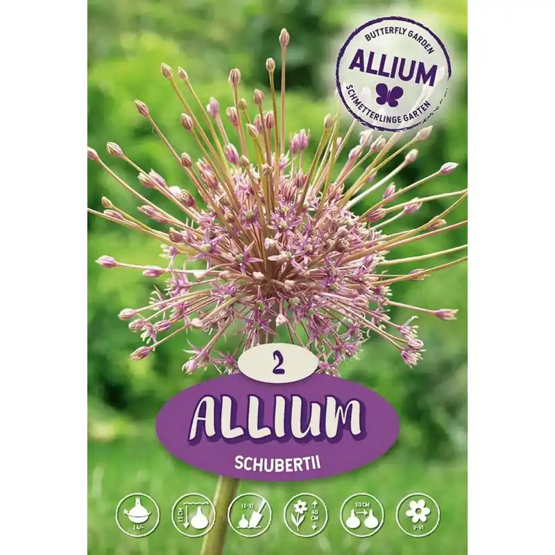 Allium Schubertii Lage Prijs