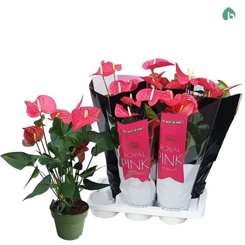 Anthurium Royl Pnk Vaso 17 cm Flitsaanbieding