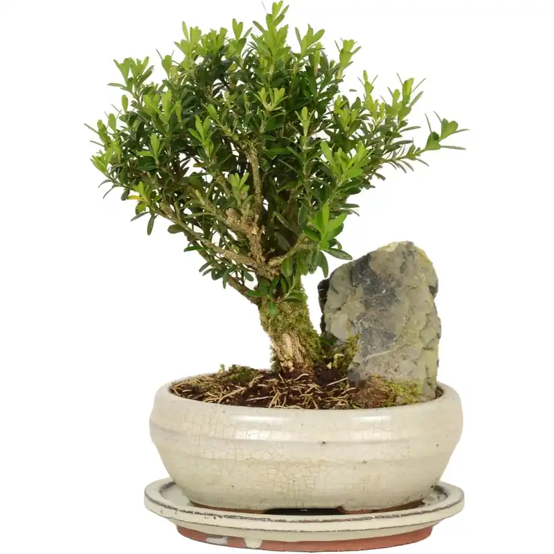 Aanbieding Bonsai con pietra decorativa vaso Ø 21 cm